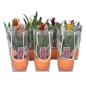 Guzmania gemengd in oranje bolpot in draagtas