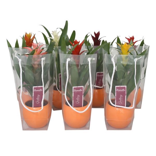 <h4>Guzmania gemengd in oranje bolpot in draagtas</h4>