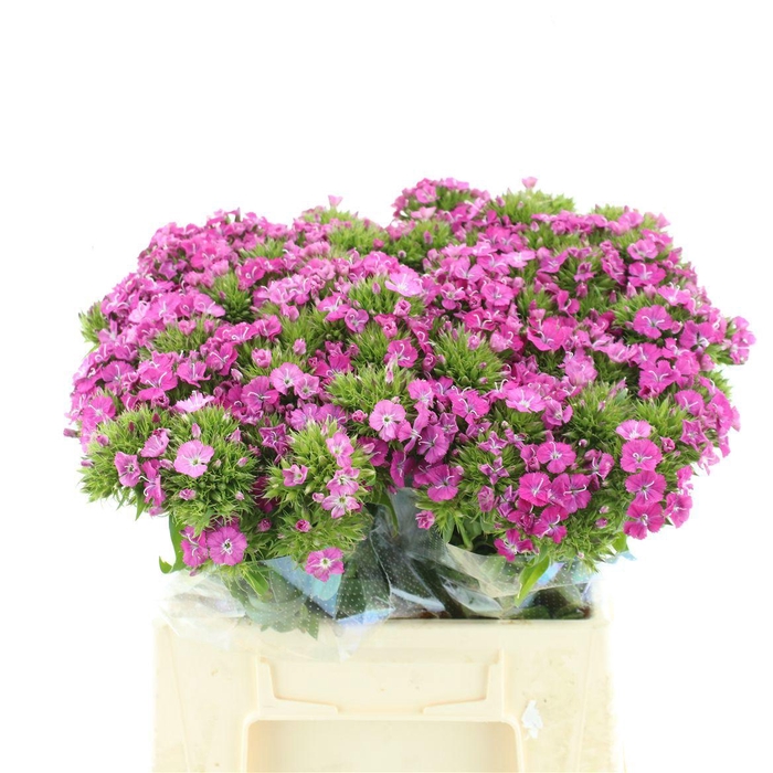 <h4>DI BARB AM ROSE</h4>