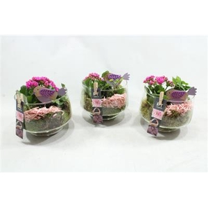 1507 Roze Glaasje Ind
