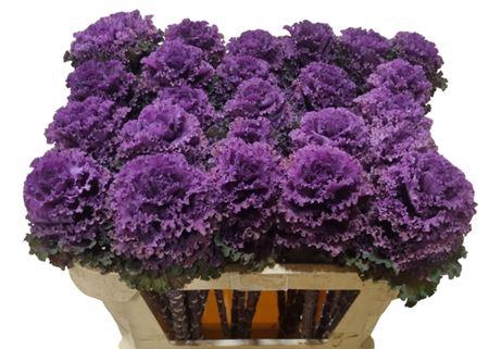 <h4>Brass Crane Ru Red</h4>