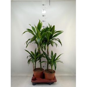 Dracaena fr de 'Art'