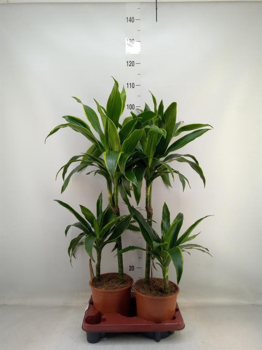 <h4>Dracaena fr de 'Art'</h4>