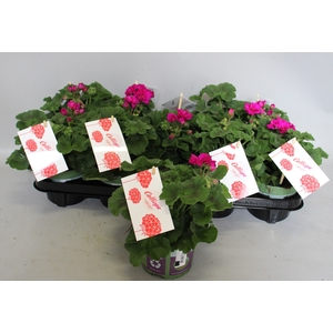 Pelargonium Calliope M Violet