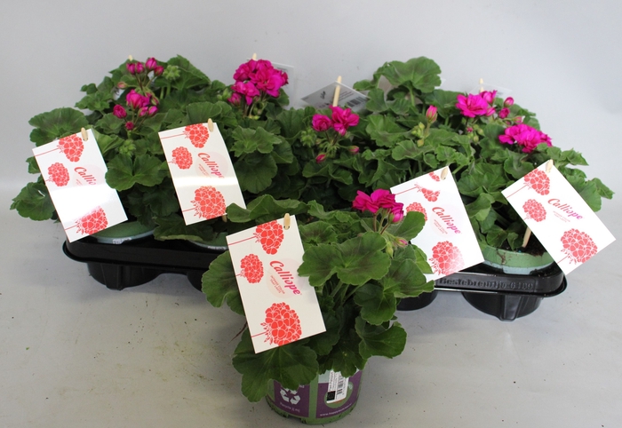 <h4>Pelargonium Calliope M Violet</h4>