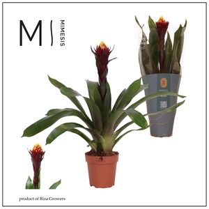 Guzmania