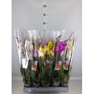 Phalaenopsis   ...mix  8