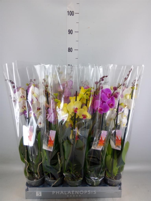 <h4>Phalaenopsis   ...mix  8</h4>