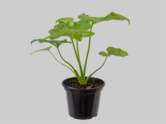 <h4>PHILODENDRON BIPINNATIFIDUN P15</h4>