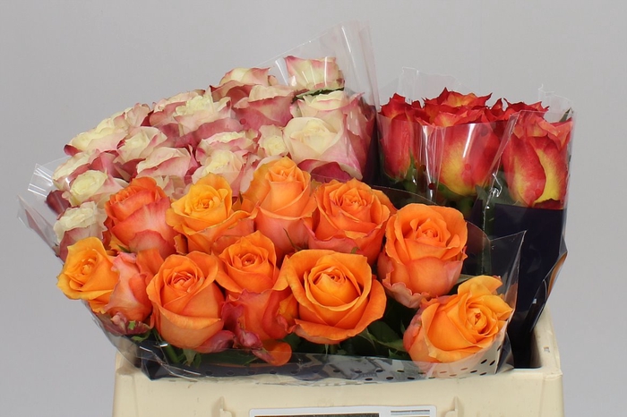 <h4>Rosa Gr Gemengd Equinox</h4>