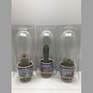 CACTUS GEM