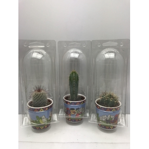 CACTUS GEM