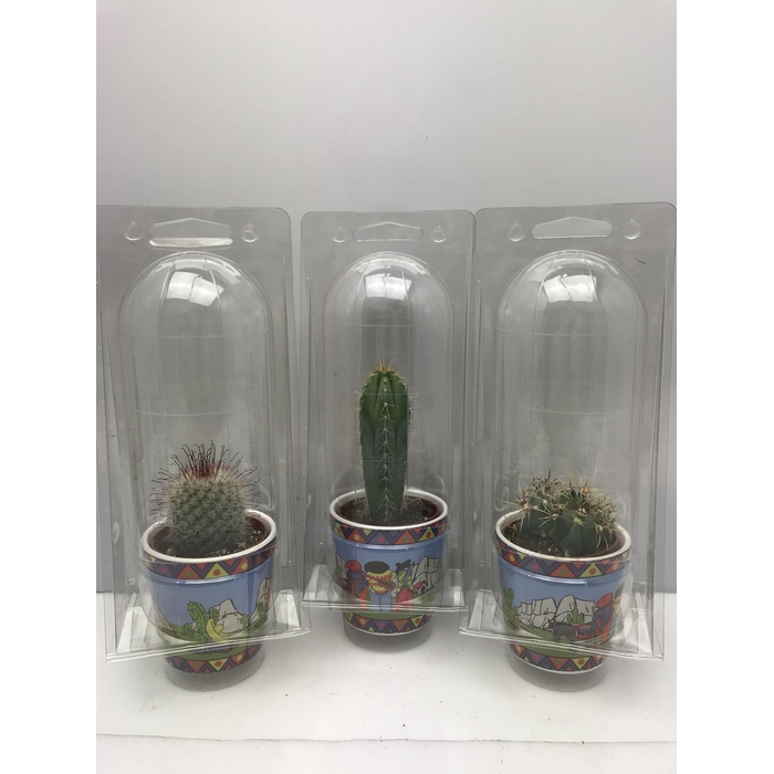 <h4>CACTUS GEM</h4>