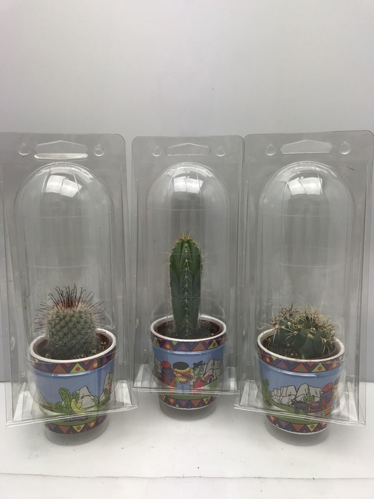 <h4>CACTUS GEM</h4>