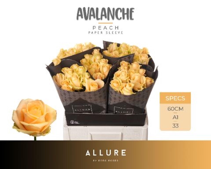 <h4>ROSA GR 'AVALANCHE PEACH'</h4>