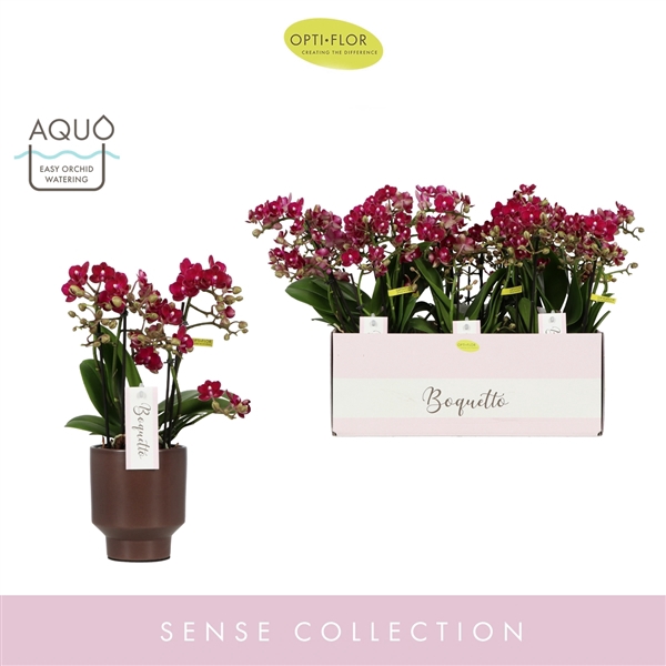 <h4>Boquetto Temptation 3-5 spike in Emilia Brown Aquo</h4>