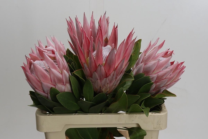<h4>Protea Cynaroides</h4>