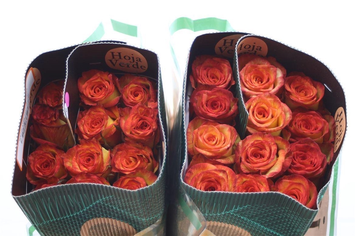 <h4>R Gr Eq Magic Lips</h4>