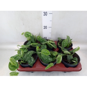 Scindapsus pictus 'Argyraeus'