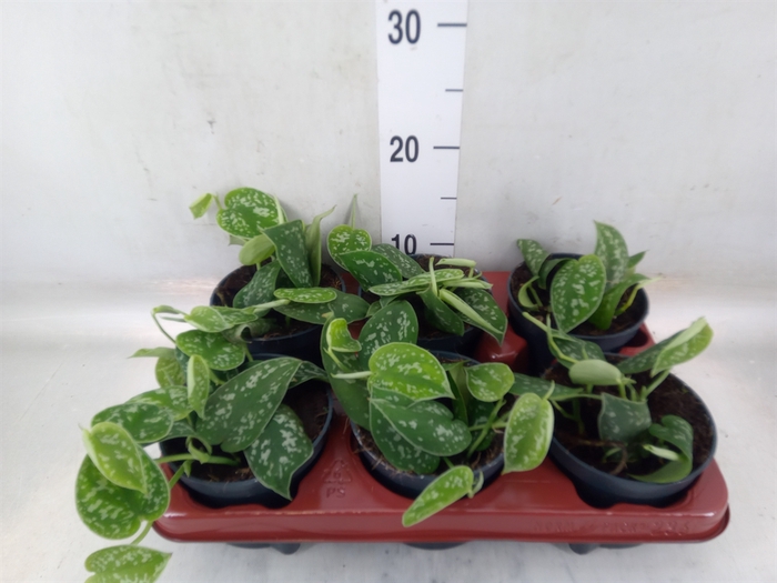 <h4>Scindapsus pictus 'Argyraeus'</h4>