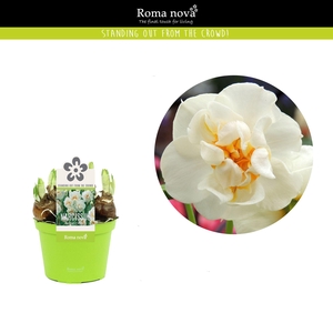 Narcissus DU 'Bridal Crown'