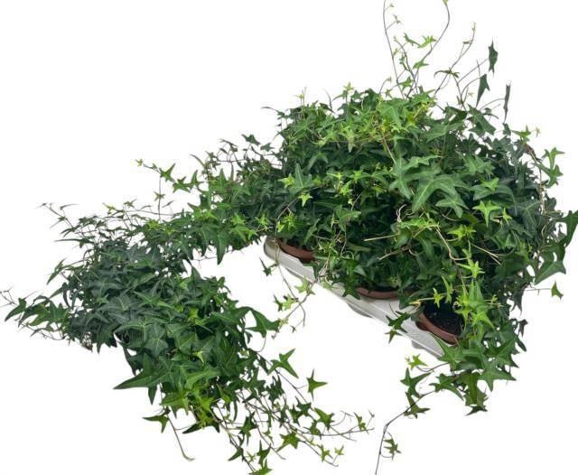 <h4>HED HE TRES COUPE</h4>