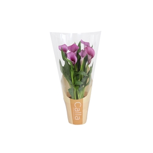 Zantedeschia Paco Calla paars in bedrukte hoes