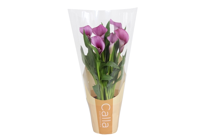 <h4>Zantedeschia Paco Calla paars in bedrukte hoes</h4>