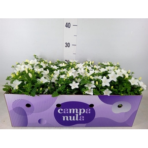 Campanula isoph. 'Atlanta White'