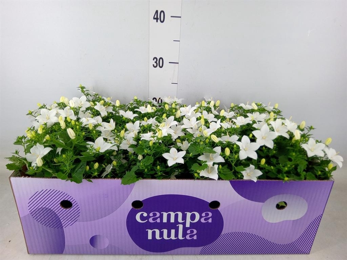 <h4>Campanula isoph. 'Atlanta White'</h4>