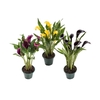 CALLA COLORIDA P14 PREMIUM