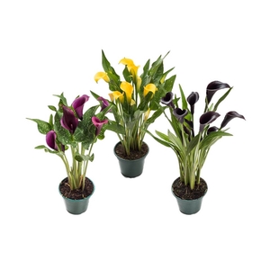 CALLA COLORIDA P14 PREMIUM