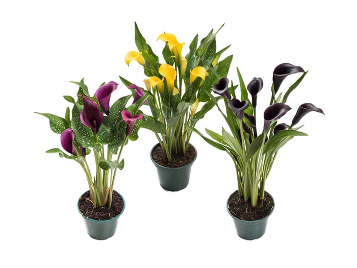 <h4>CALLA COLORIDA P14 PREMIUM</h4>