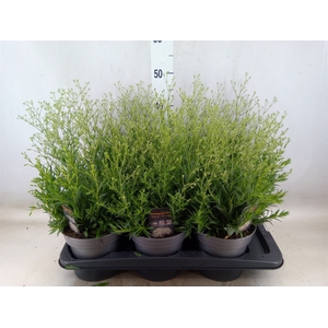 Gypsophila panic. 'Summer Sparkles'