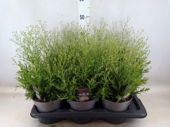 <h4>Gypsophila panic. 'Summer Sparkles'</h4>