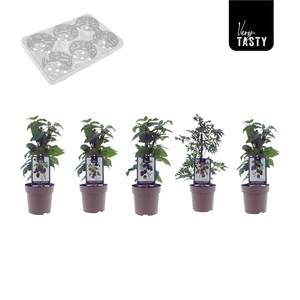 Blackberry Mix-Tray