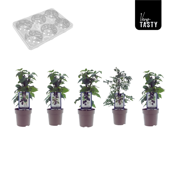<h4>Blackberry Mix-Tray</h4>