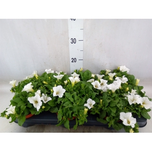 Petunia  'Surfinia Baby White'