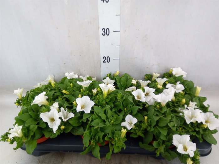 <h4>Petunia  'Surfinia Baby White'</h4>