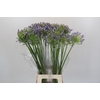 Agapanthus Mediterranee