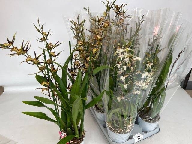 <h4>BRASSIA SUMMER DREAM</h4>