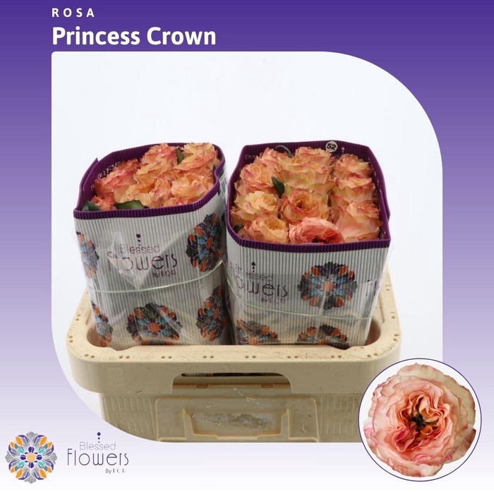<h4>Rosa gr Princess Crown</h4>