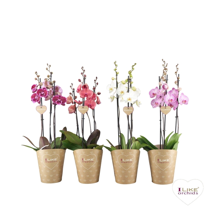 <h4>Duetto mix - 3 tak</h4>