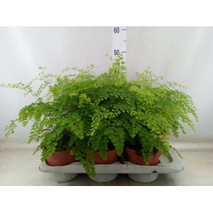 Adiantum raddi. 'Fragrans'