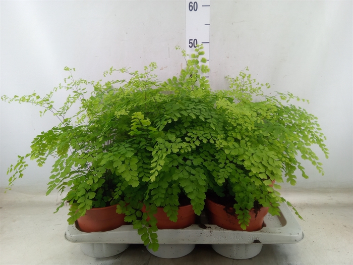 <h4>Adiantum raddi. 'Fragrans'</h4>
