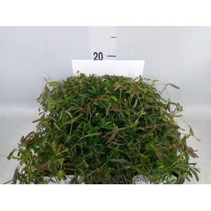 Mimosa pudica