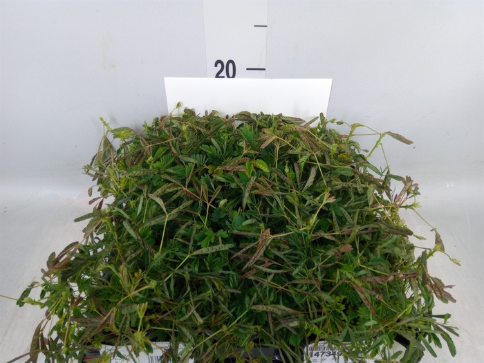 <h4>Mimosa pudica</h4>