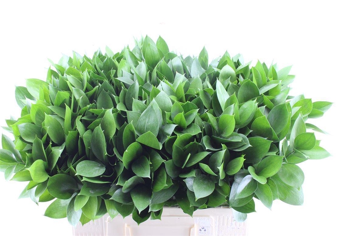 <h4>Ruscus Hypophyllum</h4>