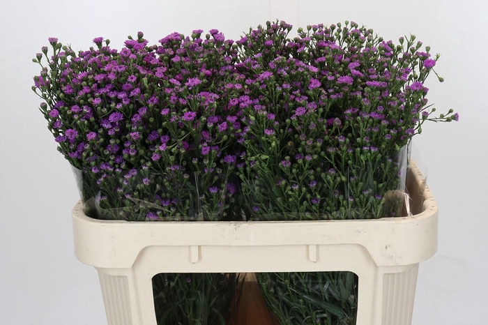 <h4>Aster Baby Pink</h4>