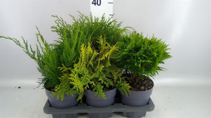 <h4>Conifers   ...</h4>